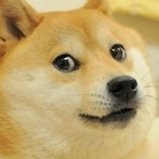 odd.shiba's Avatar'