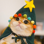 Forbbu's Avatar'