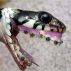 AlissinCascavel's Avatar'