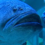 GloriousLarva31's Avatar'