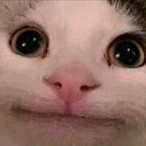 KOT_Perchung's Avatar'