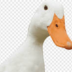 albanian_duck's Avatar'