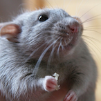 Ratman182's Avatar'