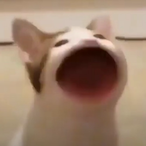 pughug's Avatar'