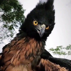 JJBA-GERMANY's Avatar'