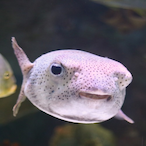 I_MILK_FISH's Avatar'