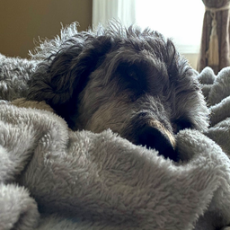 MikoTheDog