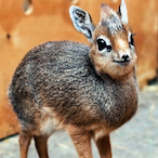 Comd.DikDik's Avatar'