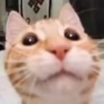 RizePengu's Avatar'