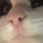 Stupid Cat7281's Avatar'