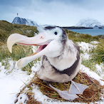 SouthCityRecon's Avatar