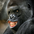 Gorilo.gb's Avatar'