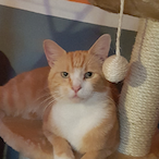 i-c-ya-deck's Avatar'