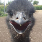 Broke_Emu's Avatar'