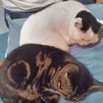 Nakashima.Reiko's Avatar'