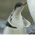 Hex_penguin's Avatar'