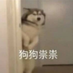 DogsSennpai's Avatar'
