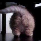 SashaCat.'s Avatar'