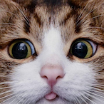 Shirabella's Avatar'