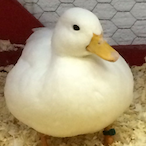 Fatducks1's Avatar'
