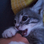 behlulsalih's Avatar'