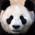 Panda0803.'s Avatar'