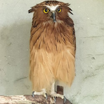 I graft eIo's Avatar'