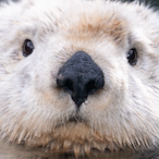 joeybhoy41's Avatar'