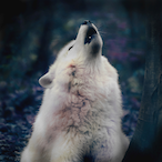 XCodexReloaded's Avatar'