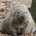 Nacktnasenwomab's Avatar'