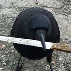 Error404Crow's Avatar'
