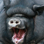 ofcdubai67's Avatar'