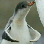 Stripes.sepirtS's Avatar'