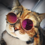 GrandMeowster's Avatar'