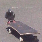 Skater_Pigeon's Avatar'