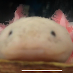 SeaWionOwner's Avatar'