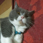 Kelsenlue's Avatar'