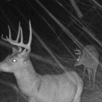 FixingCarton313's Avatar'