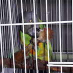 Ccorneliussss's Avatar'