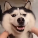 Husky.'s Avatar'