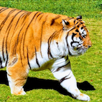 Lazytiger99's Avatar'
