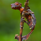 GaminGeck0's Avatar'