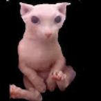 scorchh__'s Avatar'