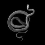 Sw1mm1ng.'s Avatar'