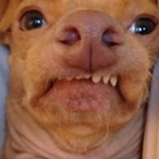 AbusedPuppy's Avatar'