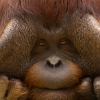 Orangutan.SLATT's Avatar'