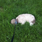 smittythedog2000's Avatar'