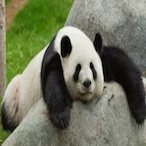 TheDivine.Panda's Avatar'