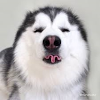 YESYESYES.LUCKY's Avatar'