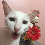 senpapi.bibin's Avatar'